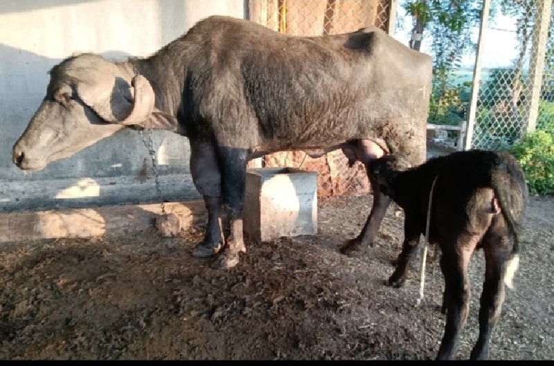 ખડેલી ભેંસ પેલુ...