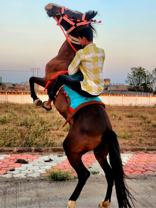 ગાયું વેસવાની સ...