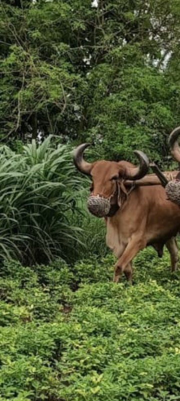 ગોઢલો વેચવાનો છ...