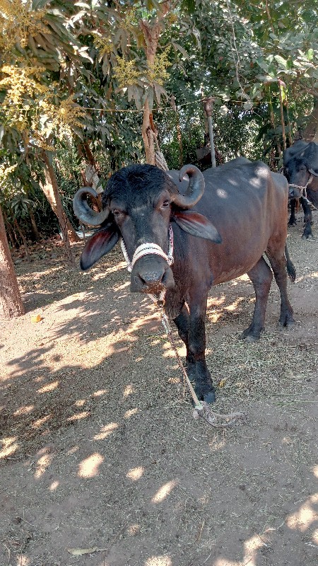 ભેસ વેચવાનિ છે