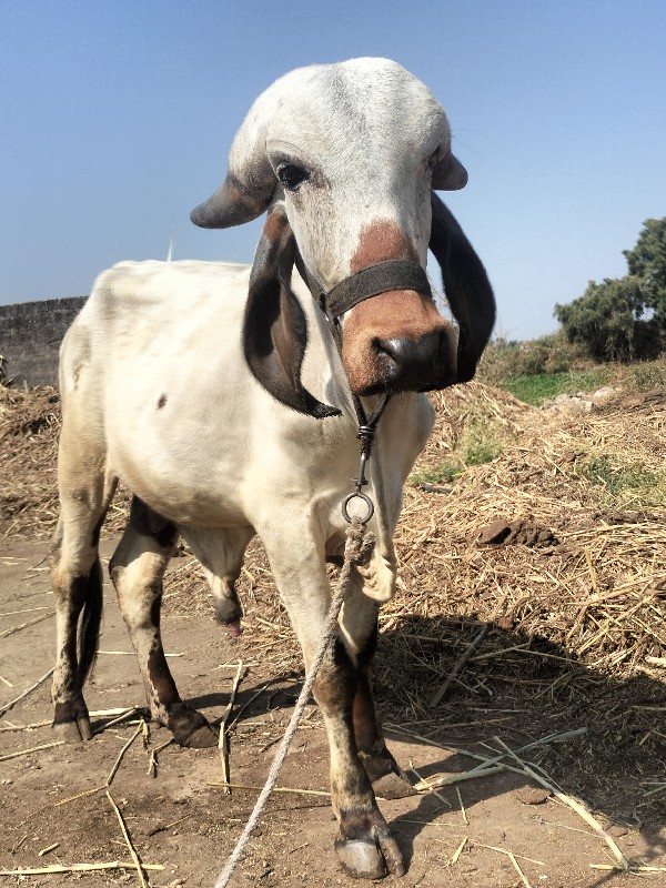 સુરેશભાઈ