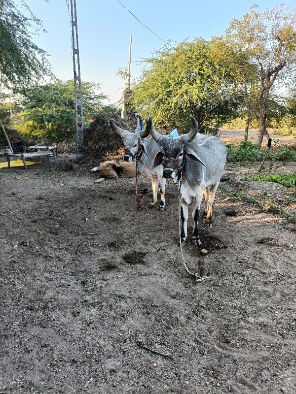 વાછરડા વેચવાના...