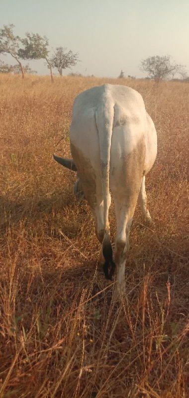 ગોઢલો વેછવાનો છ...