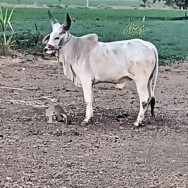 વેશવા નો છે