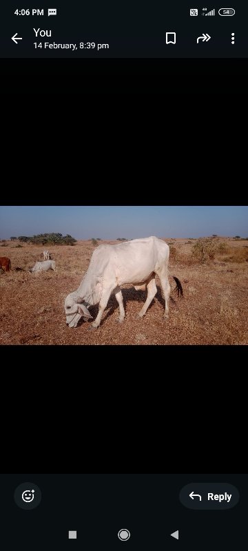 બે વાસડા વેચવાન...