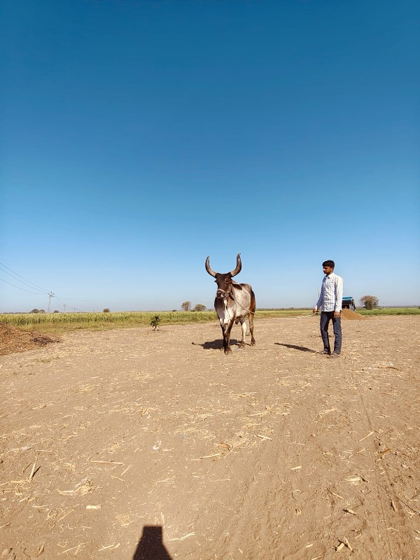 બળદ વેંચવાનો છે