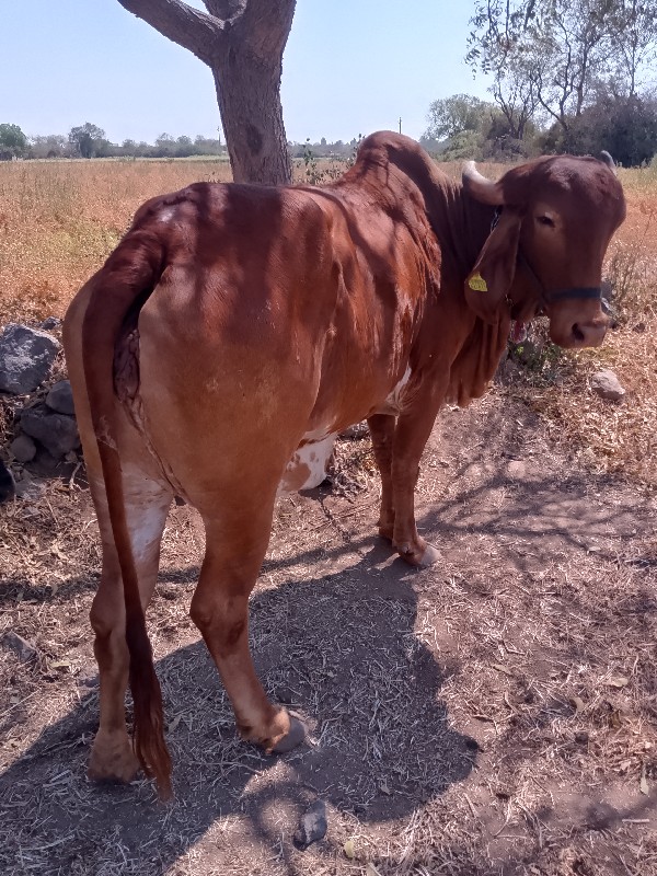 ગાય વેચવાની છે