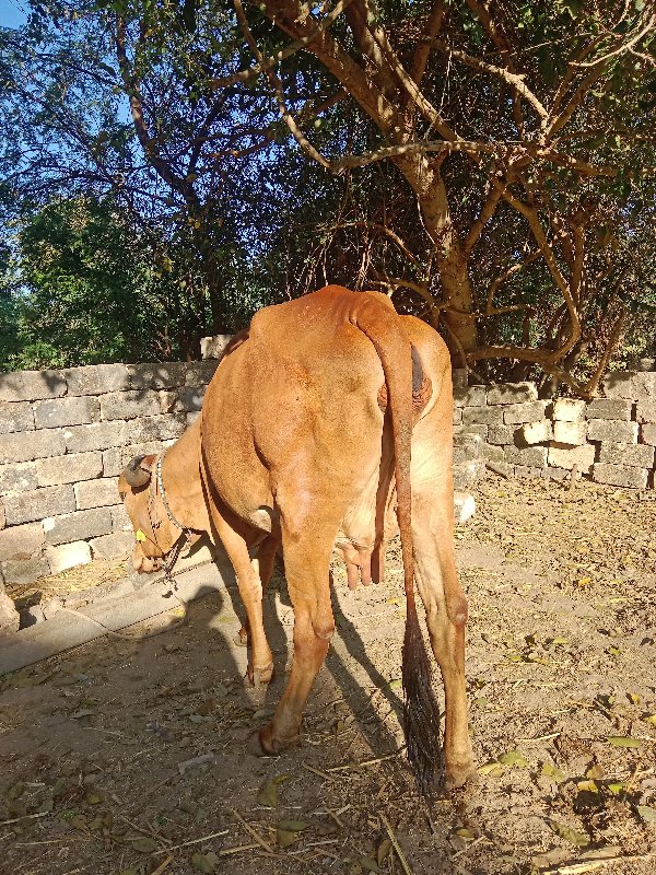 ગીર ગાય વેચવાની...