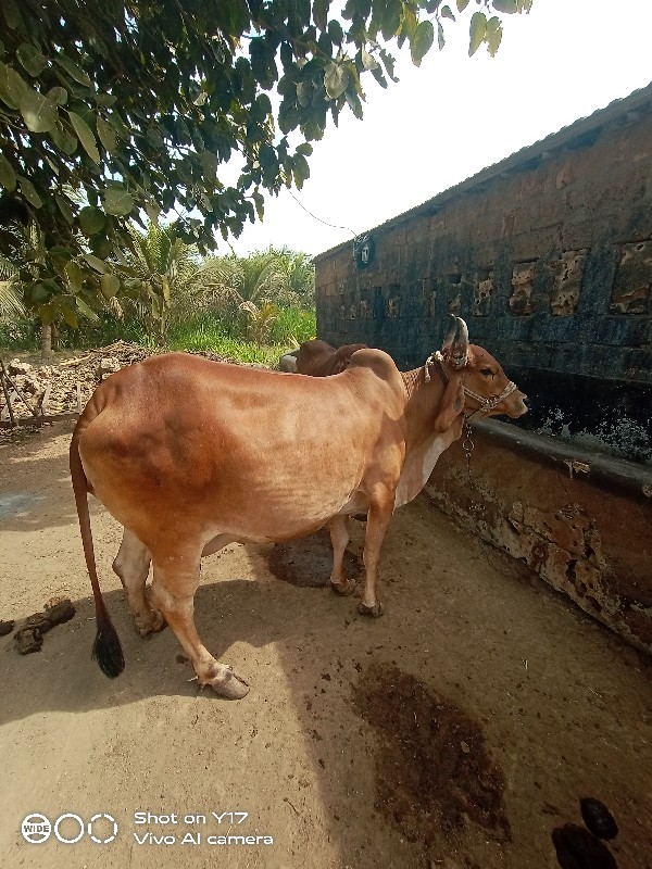 ગાય વેસવાની છે