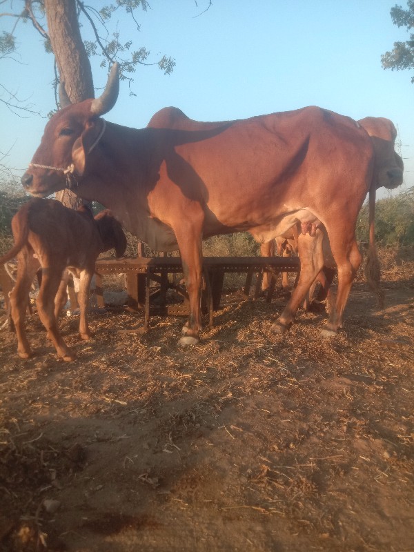 દેશી ગાય વેચવાન...