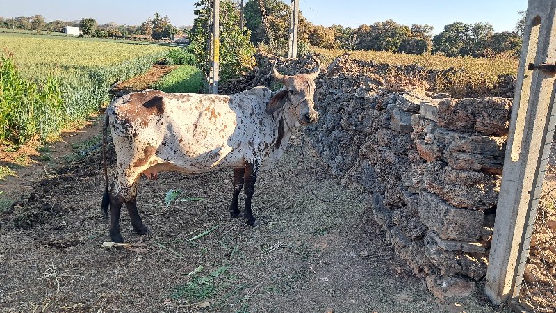 ક્રોસ જર્સી ગાય...