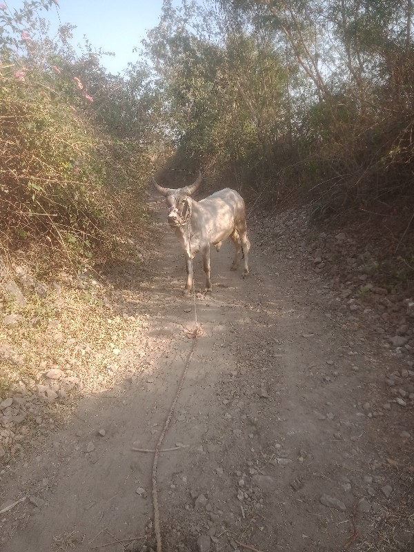 ગોઢલો વેચવા નો...