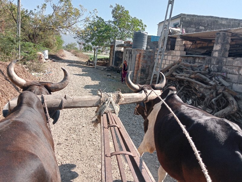 ગોથલા