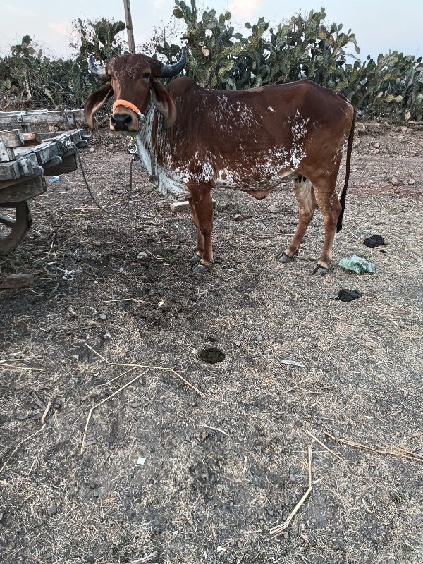 ગીર હોડકી વેચવા...