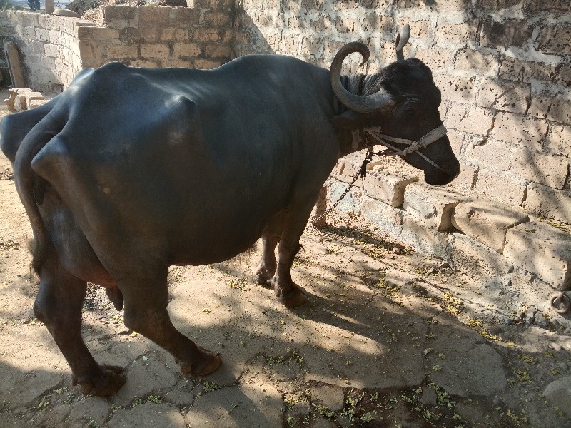 ગામ‌ માલ