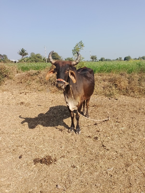 વેચવાનો છે