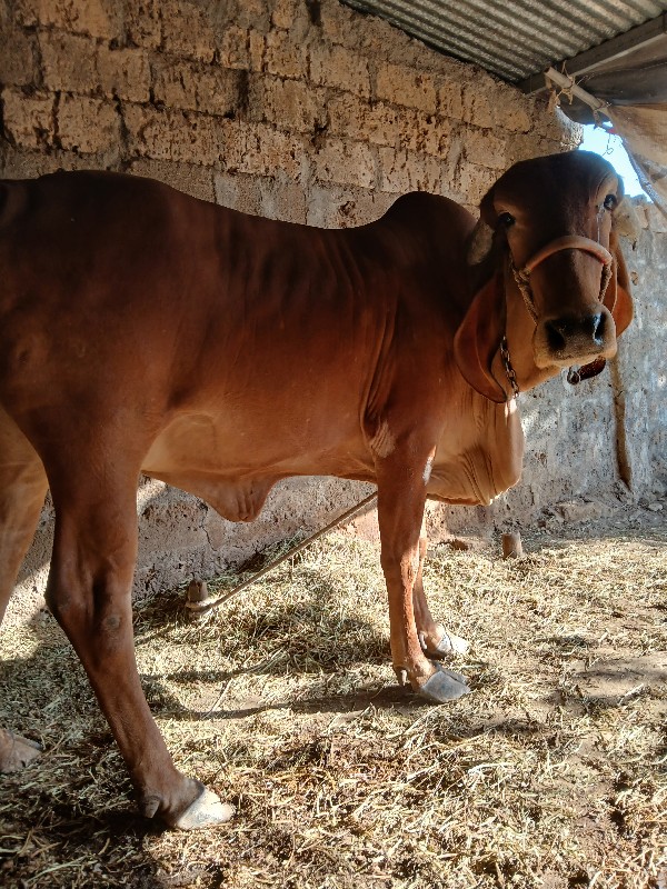 ગીર ગાય વેચાણ છ...