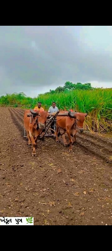 બળદ દેવાના છે