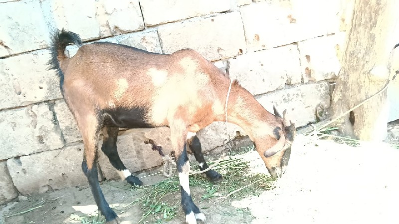 bakri gaabhani