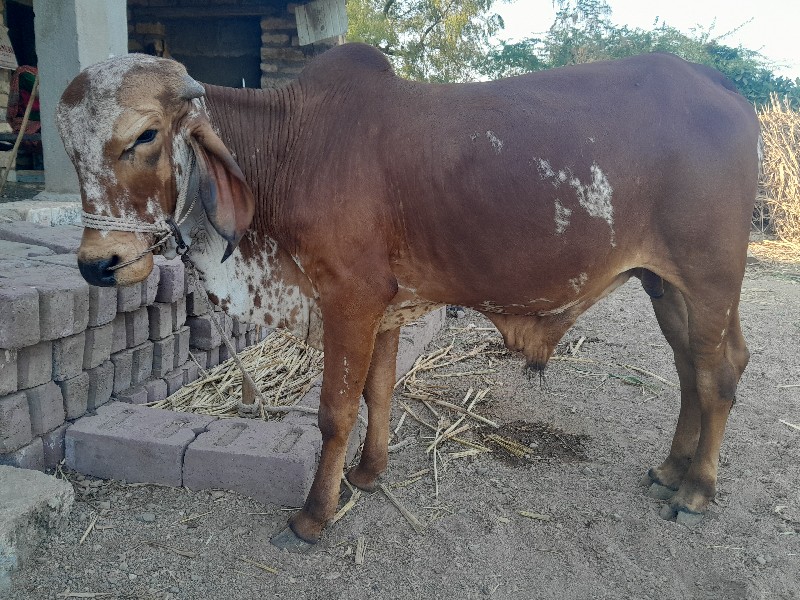 ગોધલા વેસવાના સ...