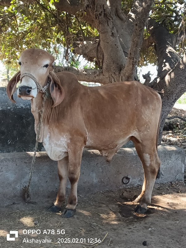 ગોઢલો