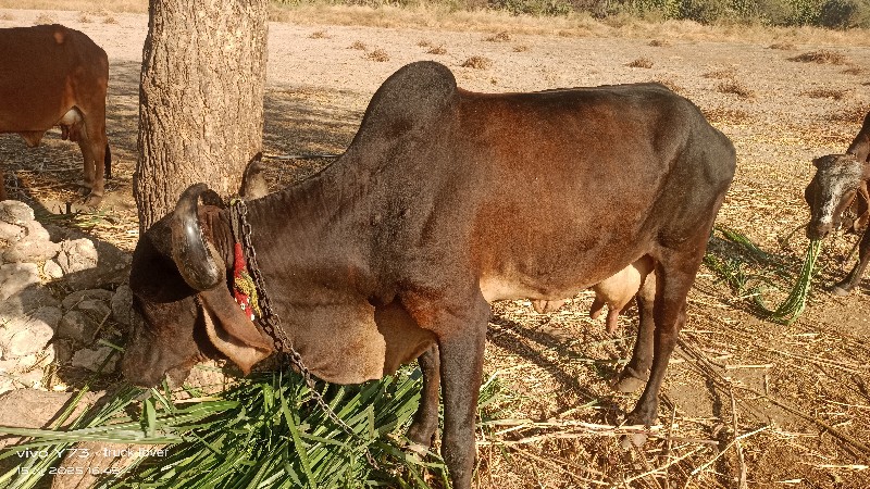 ગાય વેશવાની છે