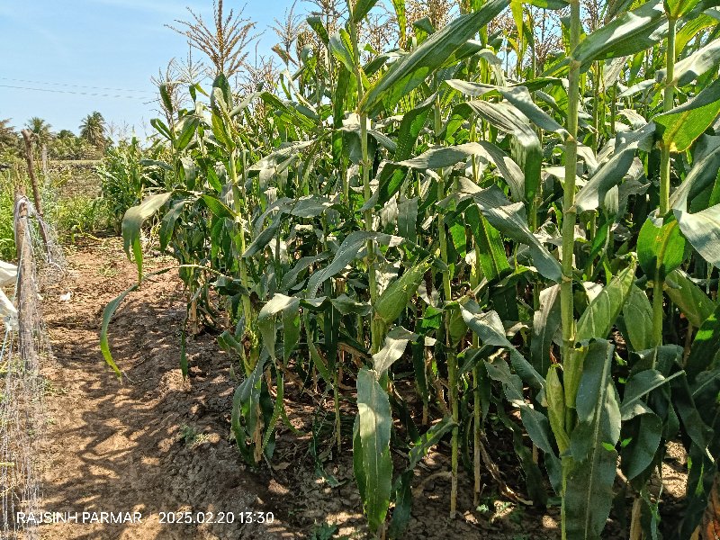 અમેરિકન 🌽 ના ડો...