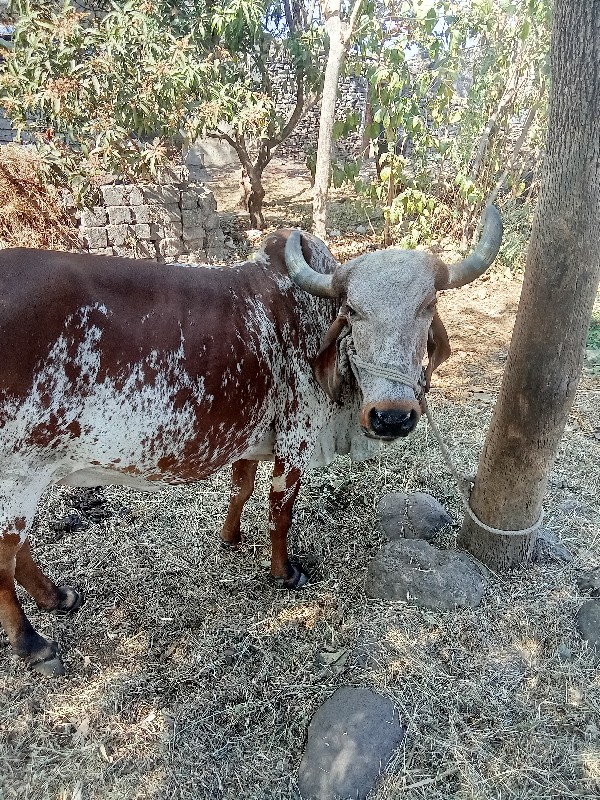 ગાય વેચવાની છે