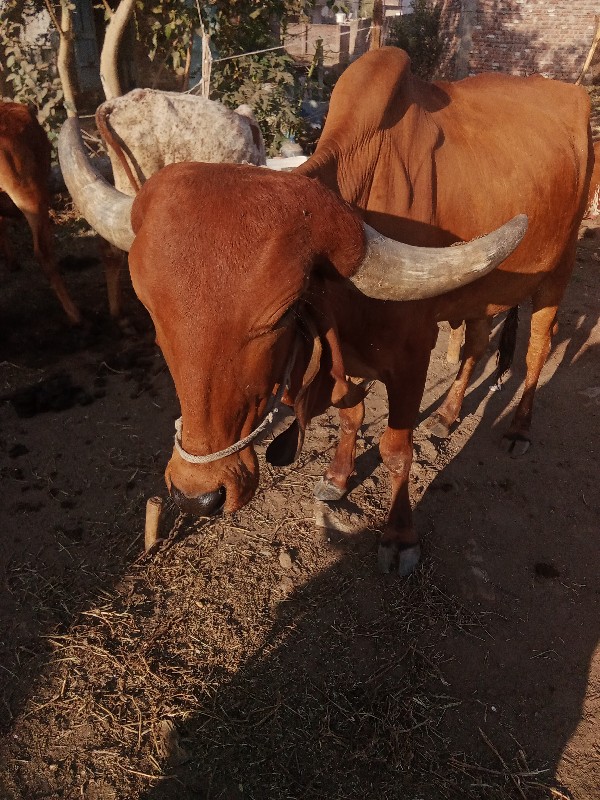 ગીર ગાય