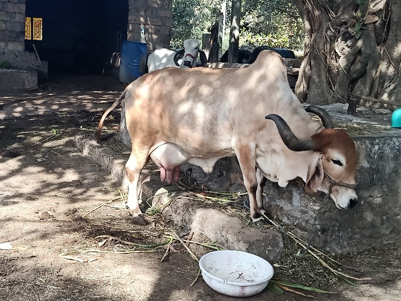 ગાય વેસસ્વની સે