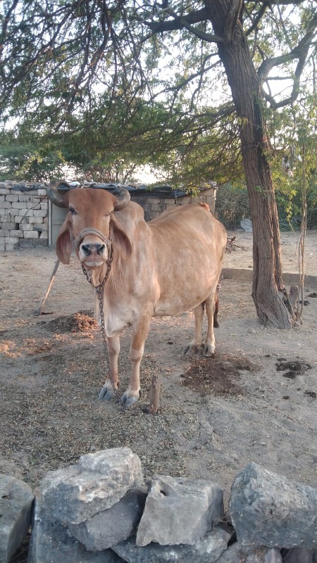 ગાય