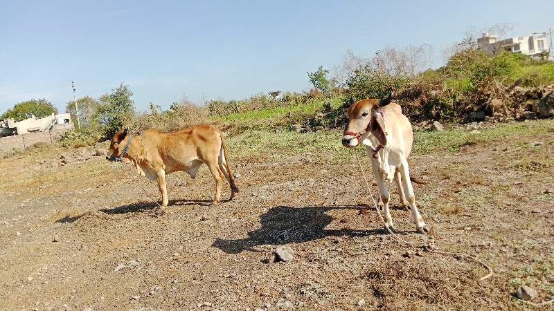 ભંડારીયા સુતારી...