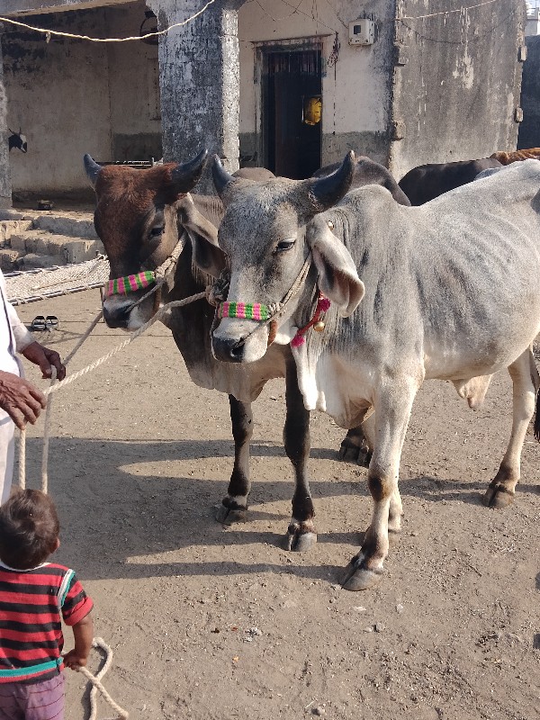 બળદ વેચવાના છે