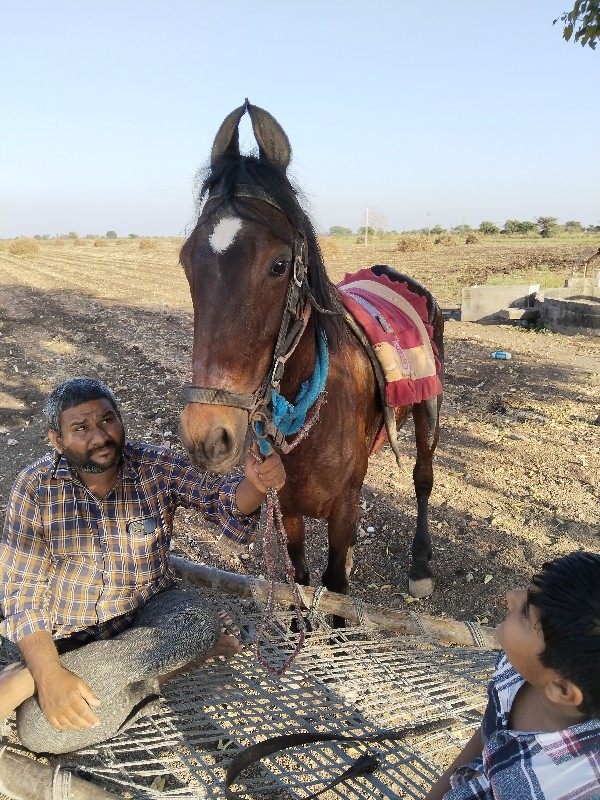 ઘોડી વેચવાની છે...