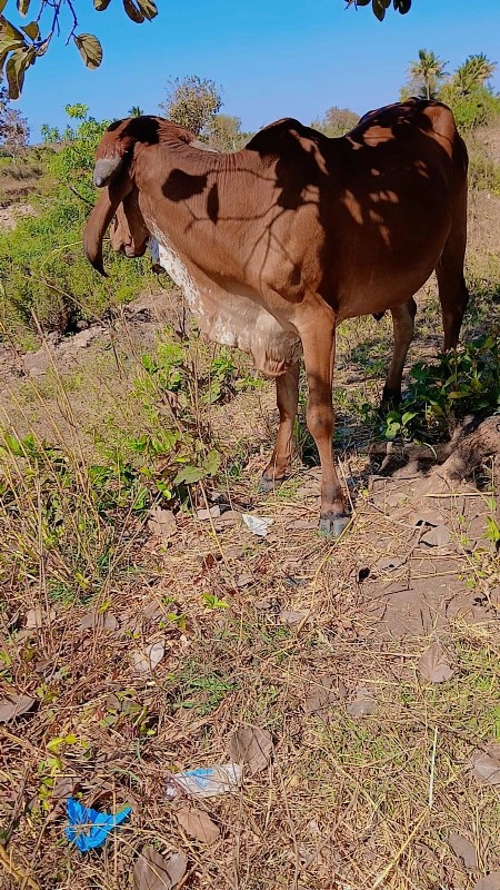 વેચવાની