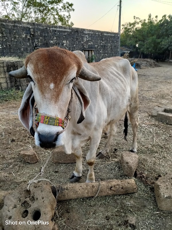 ગિર  ગાય  ના દે...