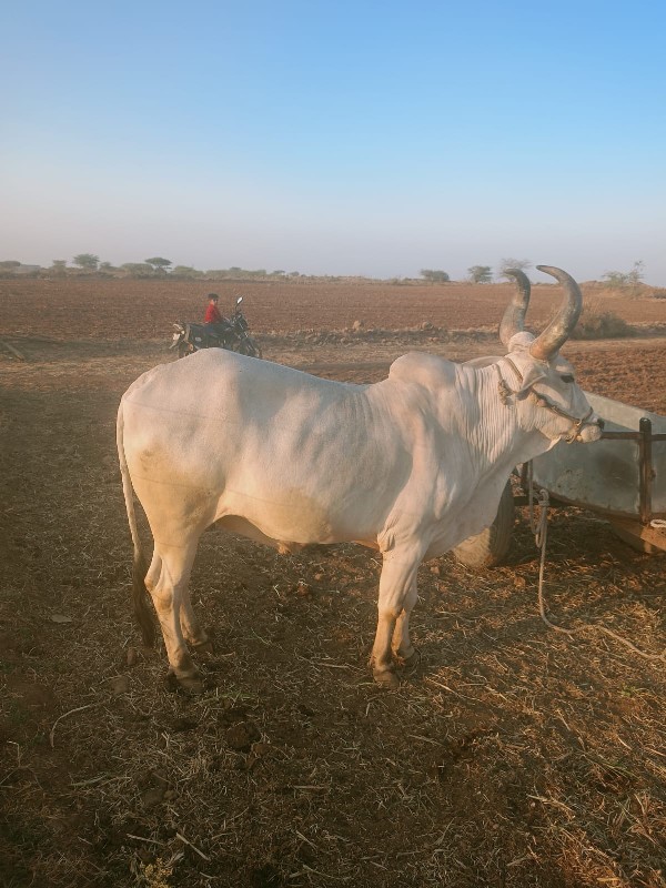 બિજી ધરનો બળદ