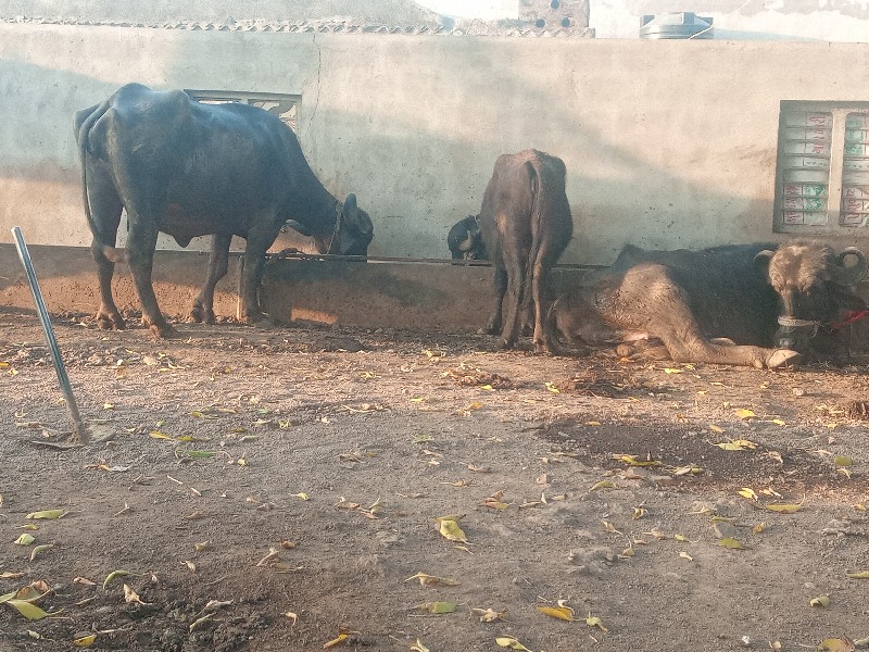 બે ભેસુ વેચવાની...