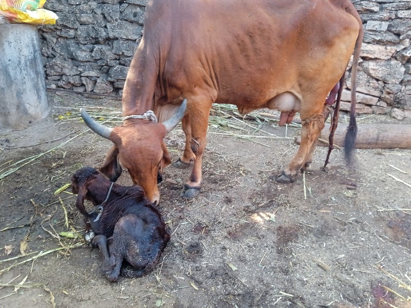 ગાય વેચવા ની સે