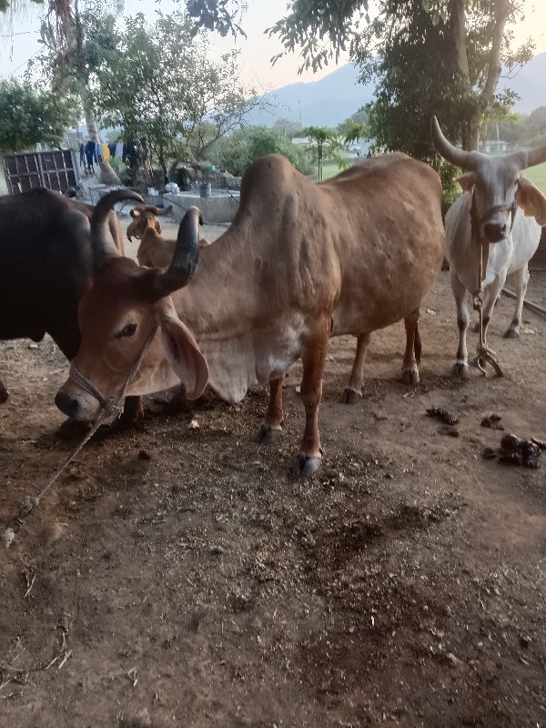 ગાય વેચાણ