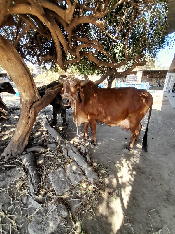 ગાય