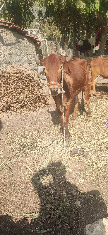 આગોઢલોવેશવાનોછે