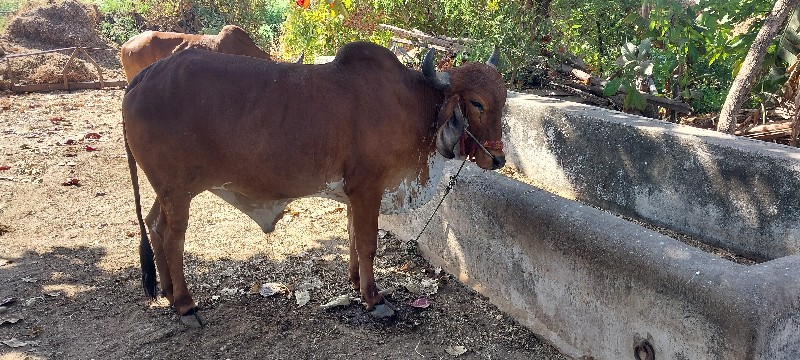 બળદ વેસવાના છે