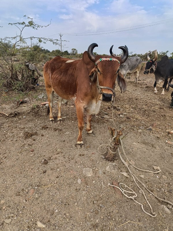 બળદ વેચવાનો છે