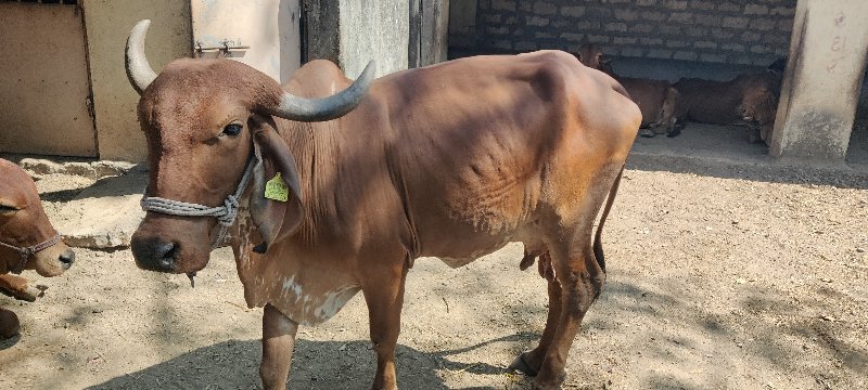 ગીર ગાય