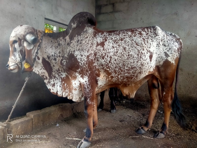 આ ખુટ વેચવાનો છ...