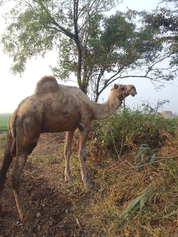 ઊંટ