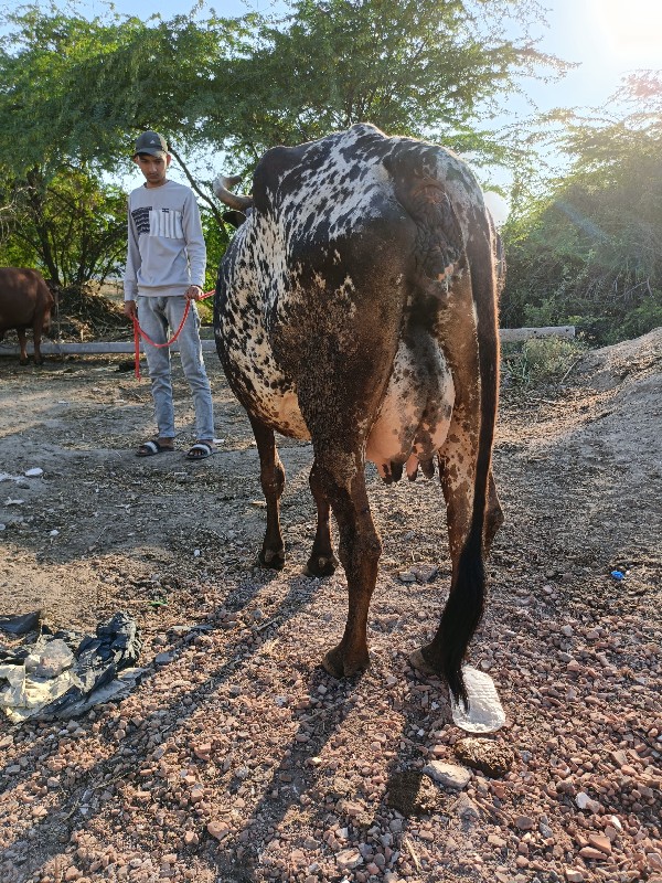 જશી ગિર કોચ