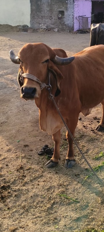 ગીર હોડકી ના સા...