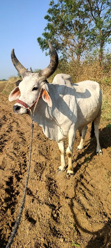 ગોઢલો બળદ વેચવા...